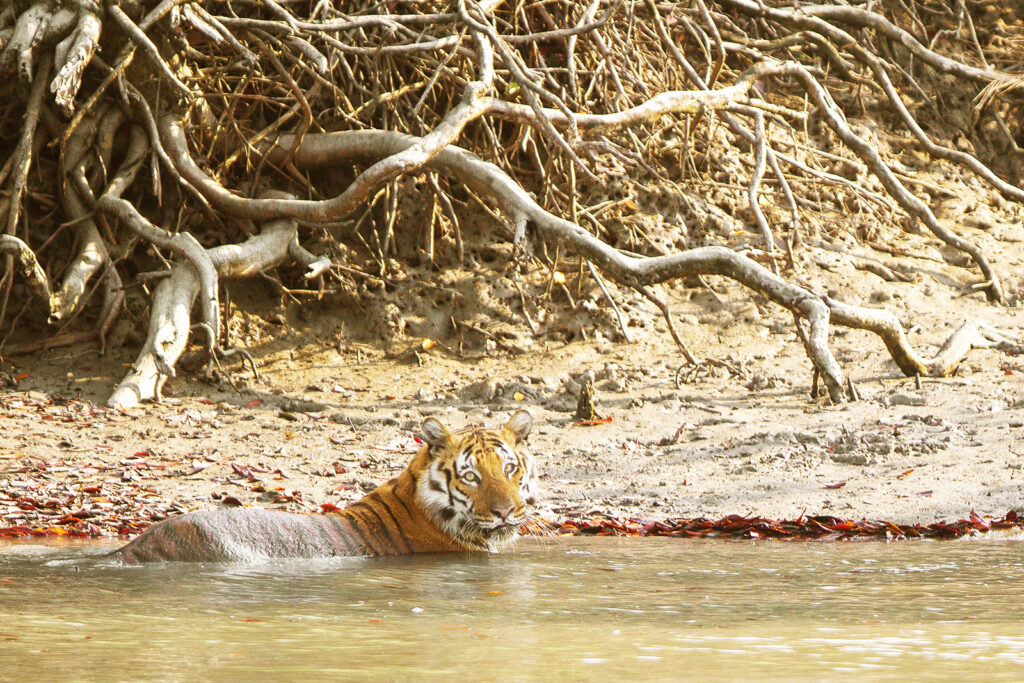 royal bengal tiger crossing the subdarban river