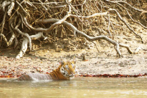 royal bengal tiger crossing the subdarban river