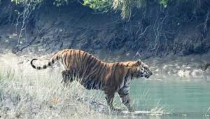 Ultimate Guide to Sundarbans
