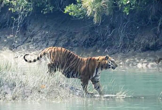 Ultimate Guide to Sundarbans