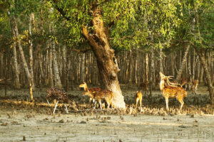 Encounters with Wildlife-Sundarban Kaberi Travels on crossing the river on boat