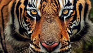 Sundarban Delta - Majestic Bengal Tiger in Mangroves
