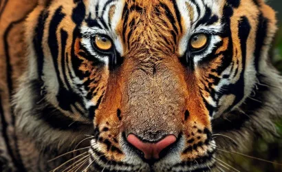 Sundarban Delta - Majestic Bengal Tiger in Mangroves