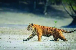 Tiger - Sundarban Kaberi Travels