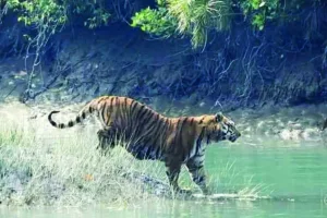 Tiger - Sundarban Kaberi Travels