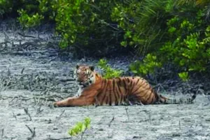 Tiger - Sundarban Kaberi Travels