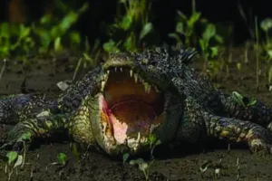 WildLife - Sundarban Kaberi Travels