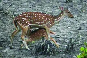 WildLife - Sundarban Kaberi Travels