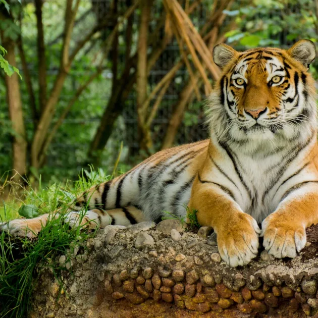 tiger, predator, animal-3525981.jpg