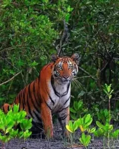 cropped-Image-2.webp