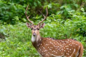 deer-sundarban